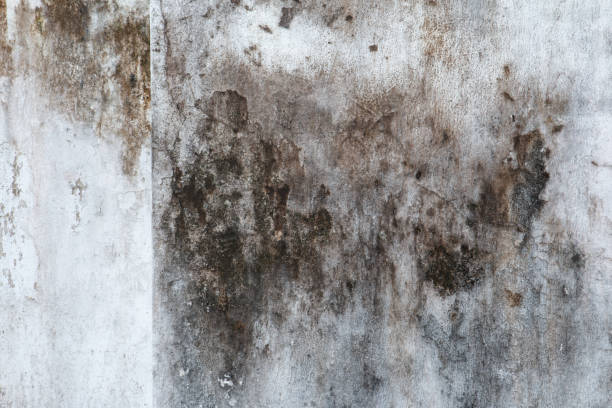 Mold Documentation for Insurance Claims in Cordova, AL
